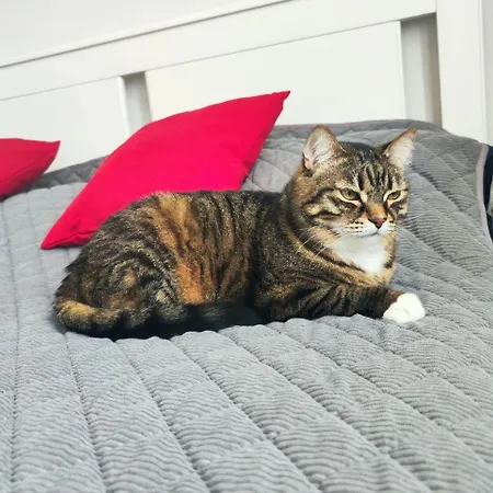 Appartamento Appealing Close To The Old Town L Washing Maсhine L Self Check-in Novi Sad